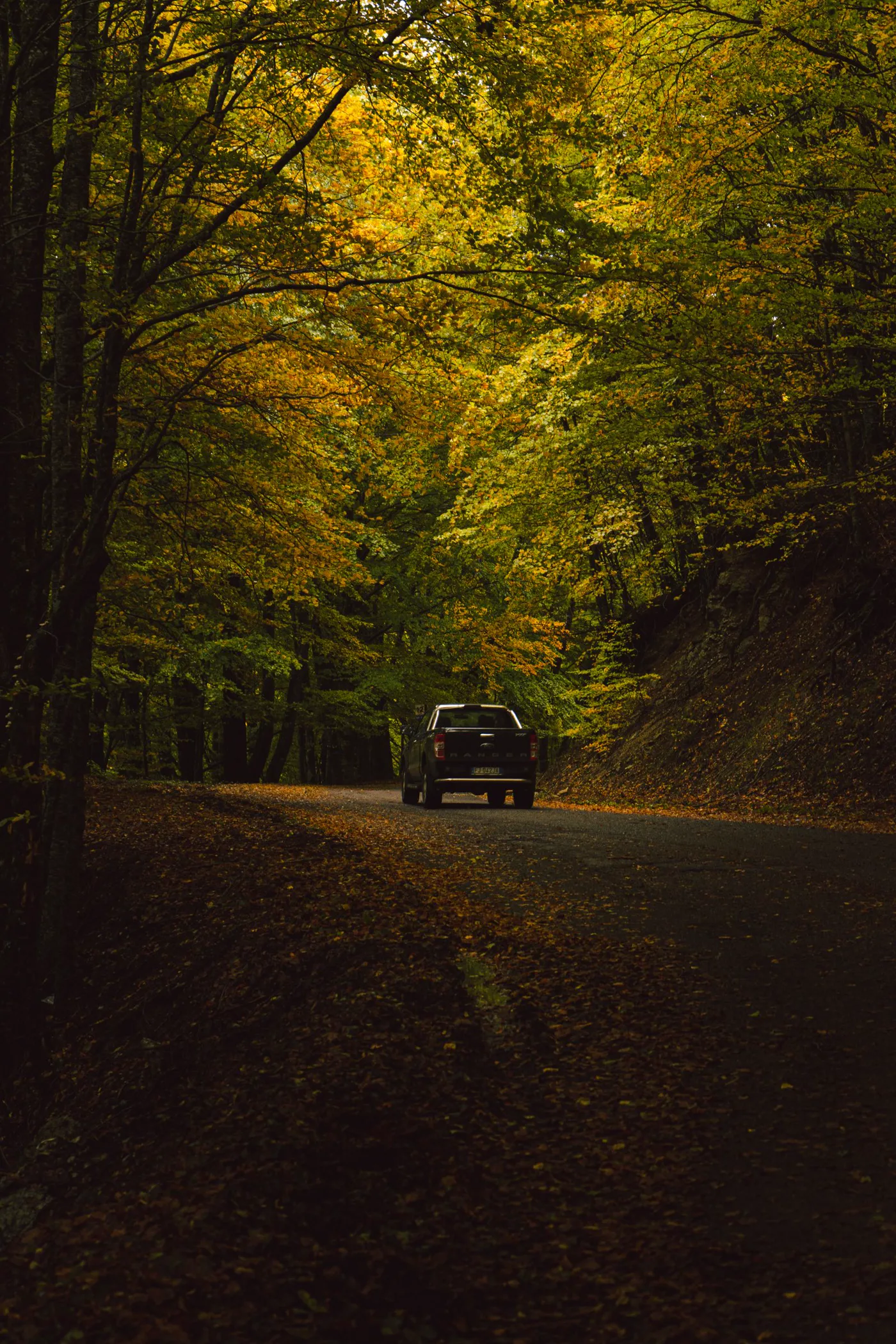 Automobile in viaggio su una strada alberata